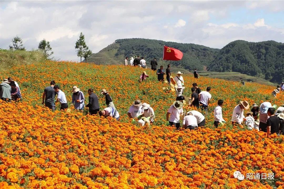 牢记嘱托 沿着总书记指引方向看昭通｜昭通市集体经济经营性收入3万元以下的薄弱村清零