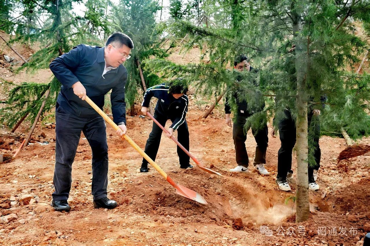 苏永忠率队开展义务植树活动并调研渝昆高铁昭通段项目建设情况