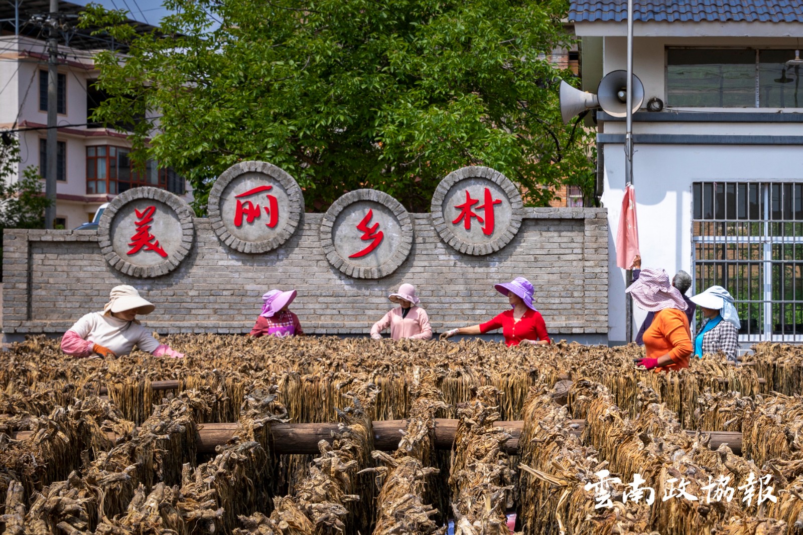 昭阳｜区政协开展采风活动