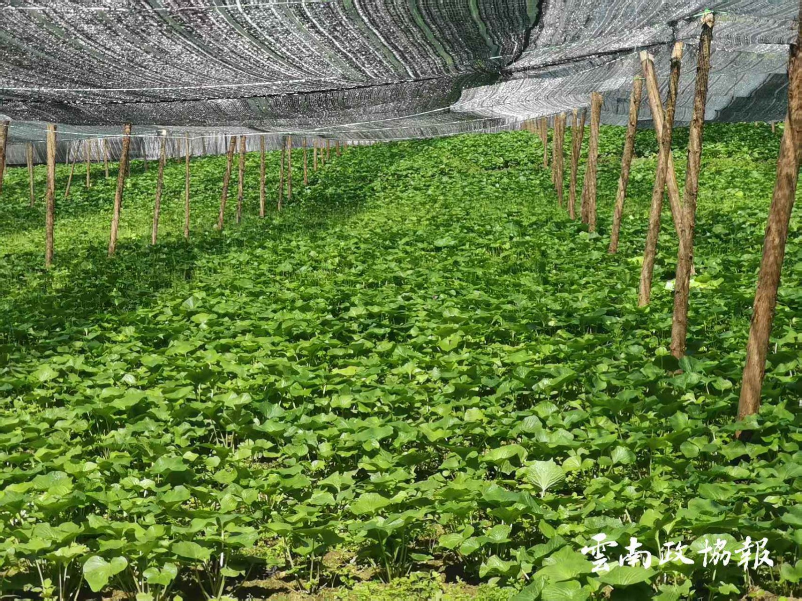 威信｜县政协开展山葵产业发展情况专题调研