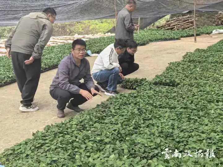 巧家｜县政协助力高山民族村破解产业发展难题